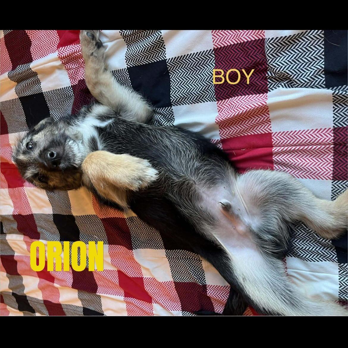 Enlarge Orion, a Adoptable German Shepherd Dog in Jerome, ID image 4/5