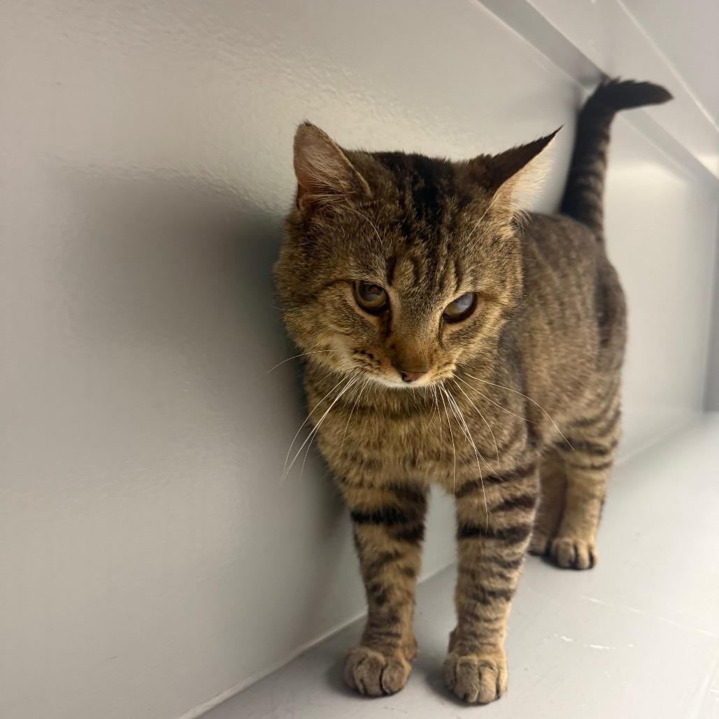 Music, Adoptable, Adult Male Domestic Short Hair.
