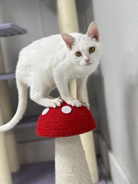 Juno, adopted, Kitten Female Domestic Short Hair.