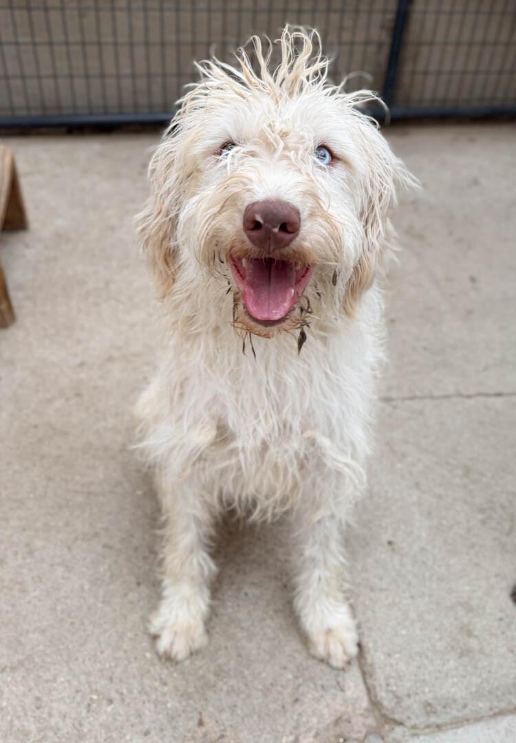Cotton, Adoptable, Young Male Australian Shepherd & Poodle.