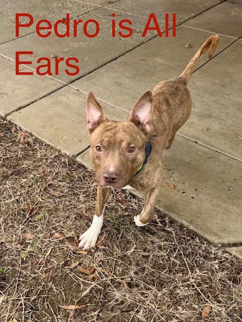 Pedro, an adopted mixed breed in Alexandria, VA image 1/7