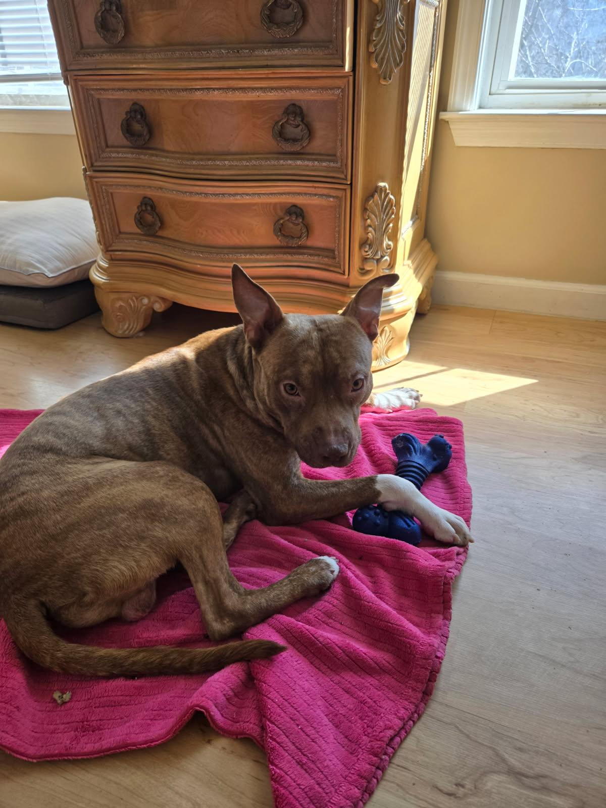 Pedro, adopted, Adult Male Terrier.