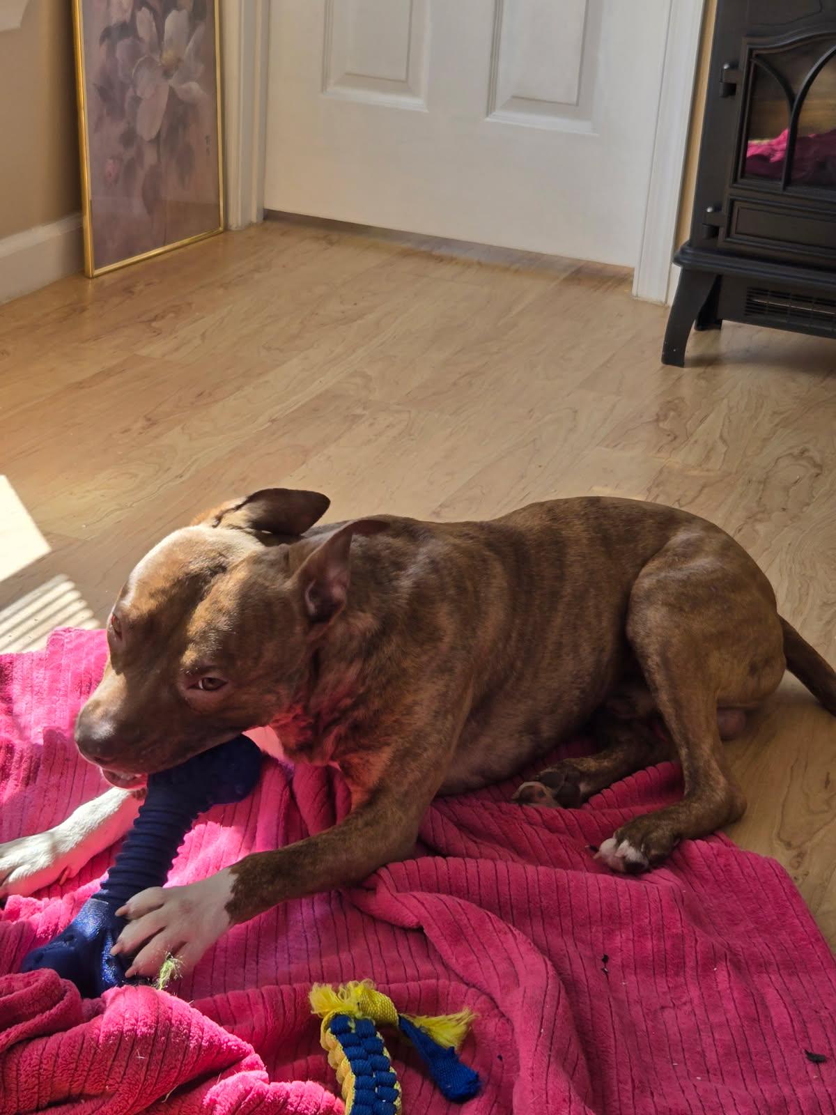 Pedro, an adopted mixed breed in Alexandria, VA image 3/7