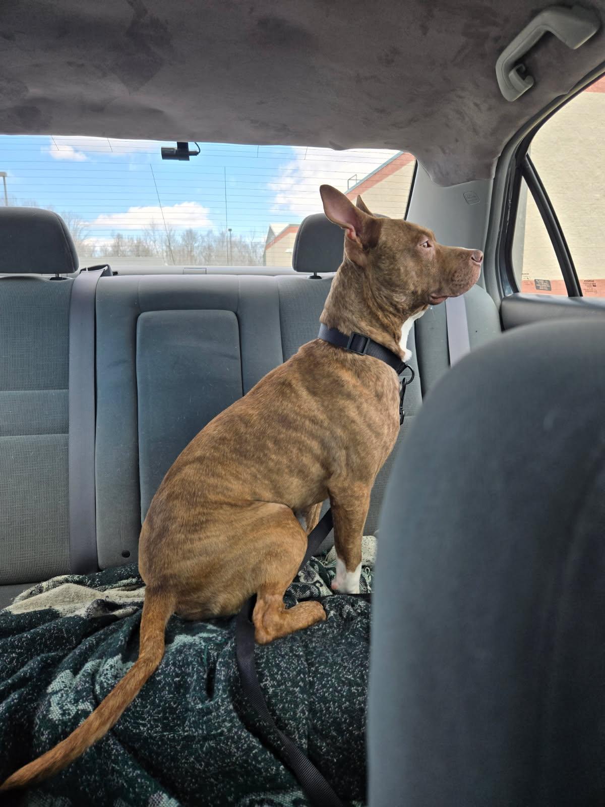 Pedro, an adopted mixed breed in Alexandria, VA image 4/7