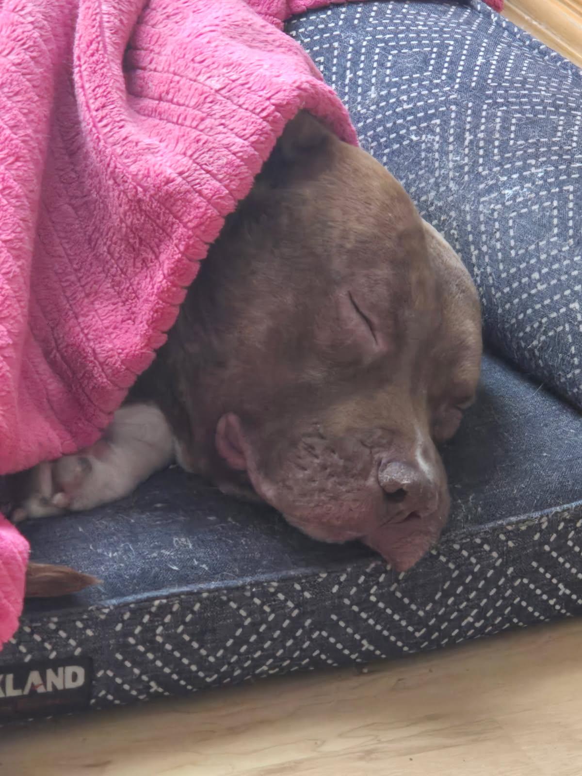 Pedro, an adopted mixed breed in Alexandria, VA image 6/7