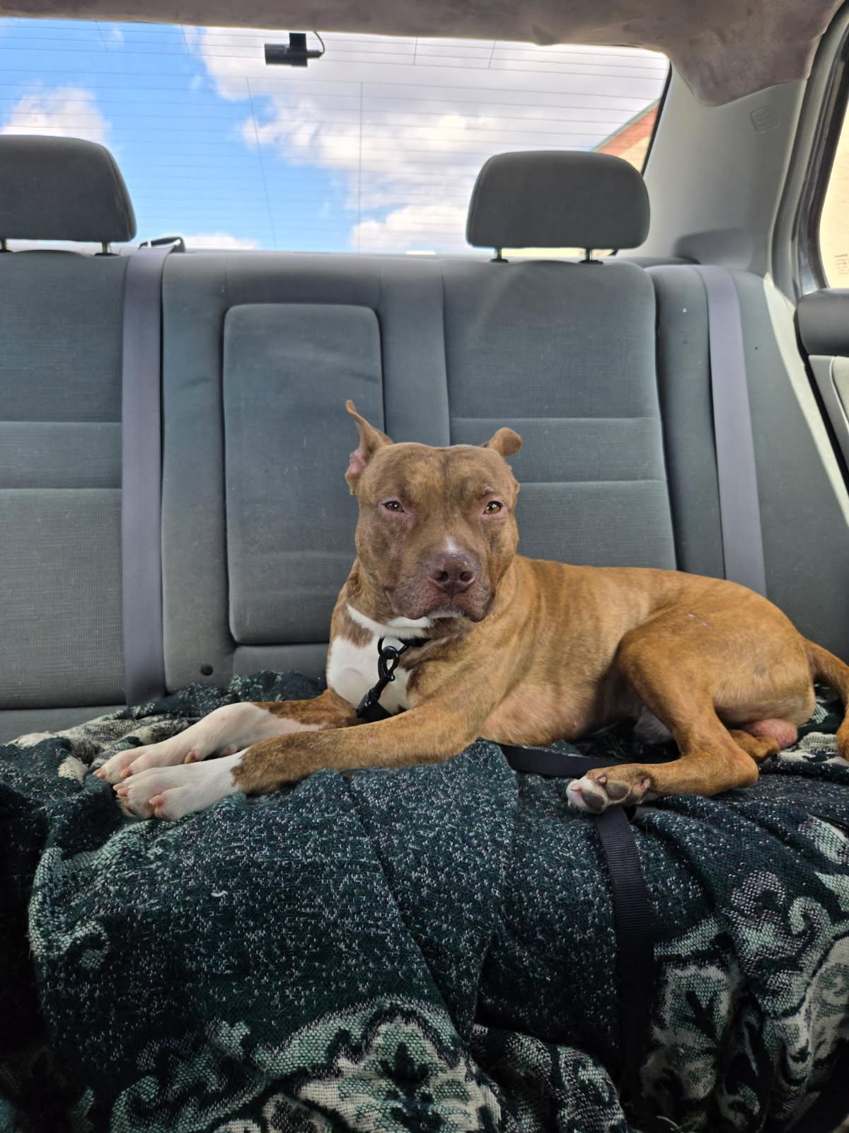 Enlarge Pedro, an adopted mixed breed in Alexandria, VA image 7/7