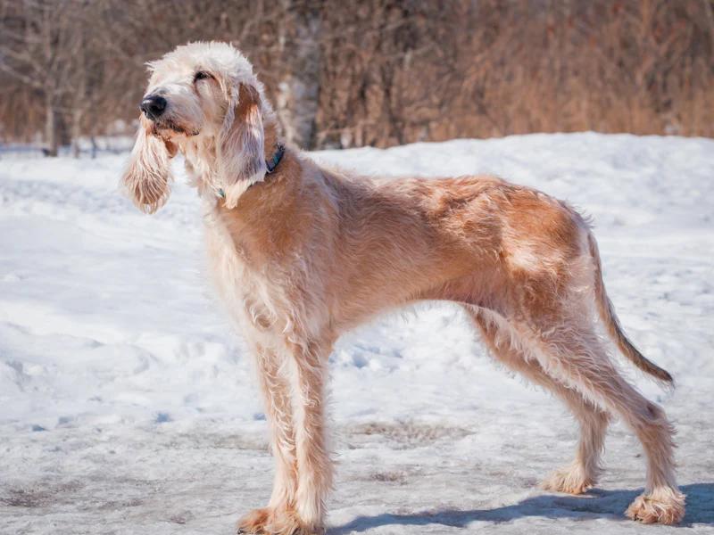 Enlarge Page, a ADOPTABLE Hound in Pointe-Fortune, QC image 1/4