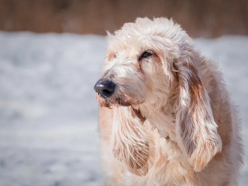 Enlarge Page, a ADOPTABLE Hound in Pointe-Fortune, QC image 4/4
