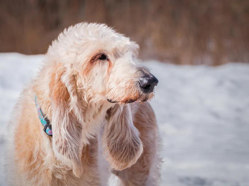Enlarge Page, a ADOPTABLE Hound in Pointe-Fortune, QC image 3/4