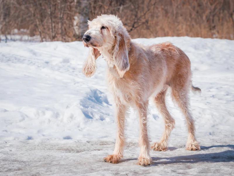 Enlarge Page, a ADOPTABLE Hound in Pointe-Fortune, QC image 2/4