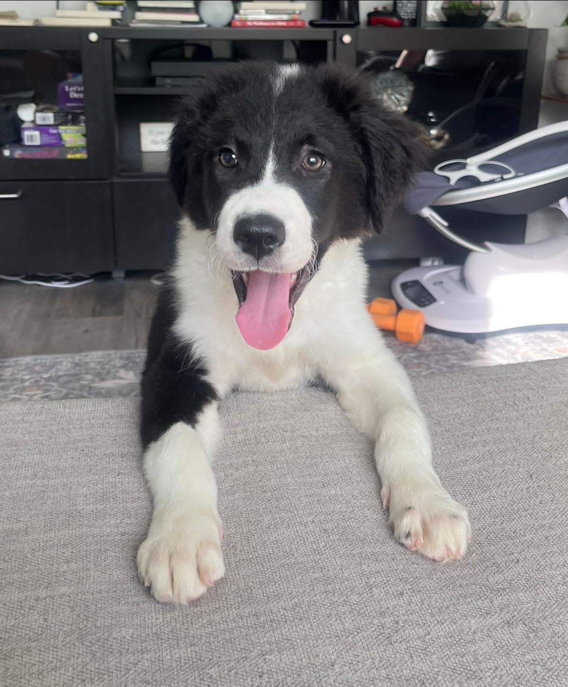 Serena, ADOPTABLE, Puppy Female Mixed Breed.