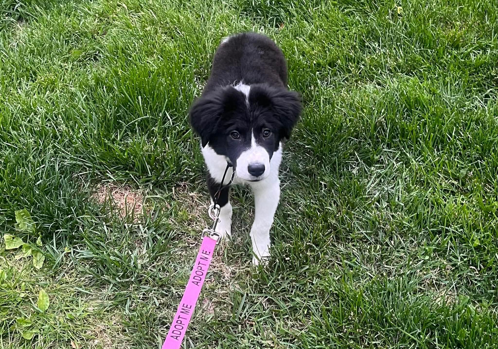 Enlarge Serena, a ADOPTABLE Mixed Breed in Bethlehem, PA image 4/6