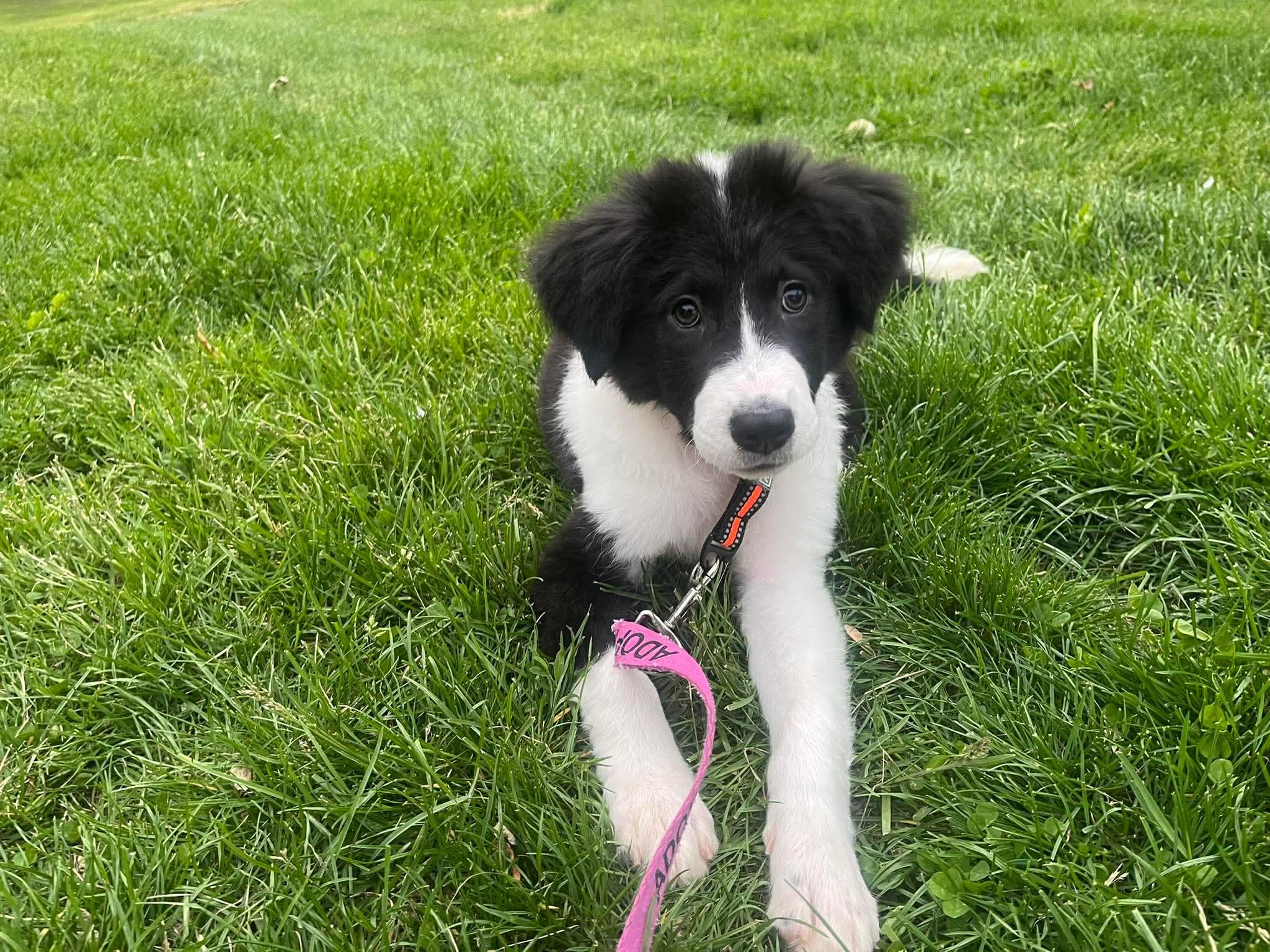 Enlarge Serena, a ADOPTABLE Mixed Breed in Bethlehem, PA image 5/6