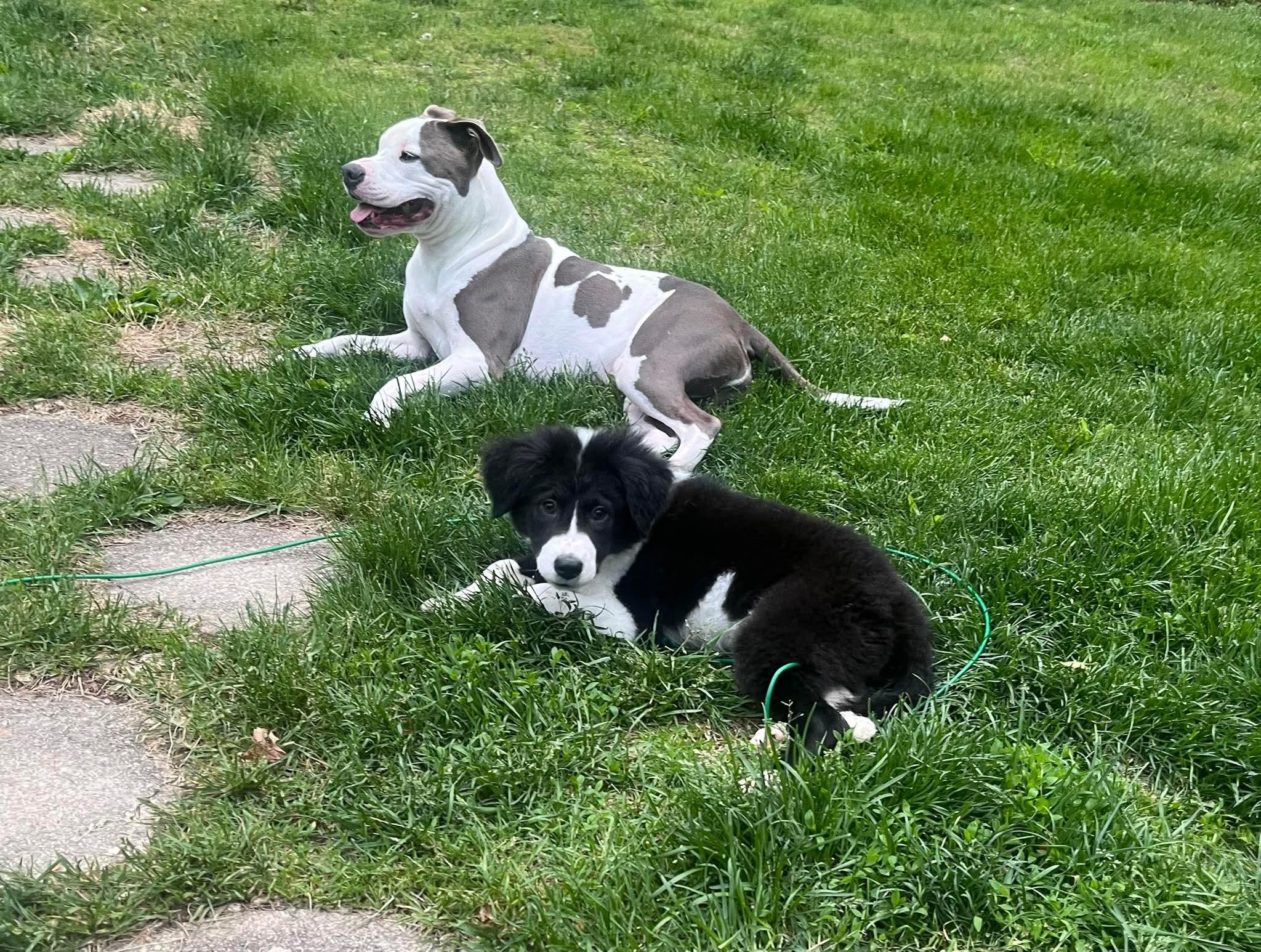 Enlarge Serena, a ADOPTABLE Mixed Breed in Bethlehem, PA image 6/6