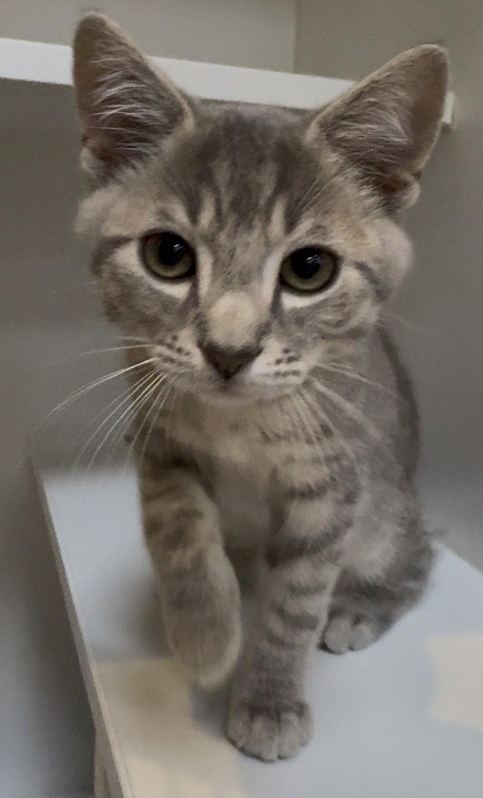 Enlarge Chevy, a Adopted Domestic Short Hair in Cuyahoga Falls, OH image 1/2
