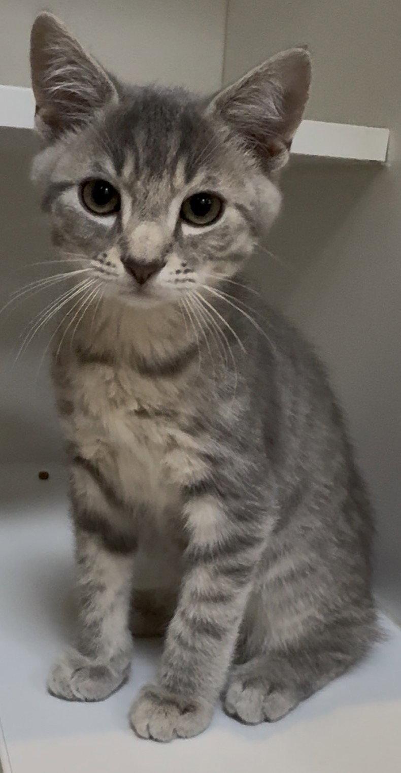 Enlarge Chevy, a Adopted Domestic Short Hair in Cuyahoga Falls, OH image 2/2