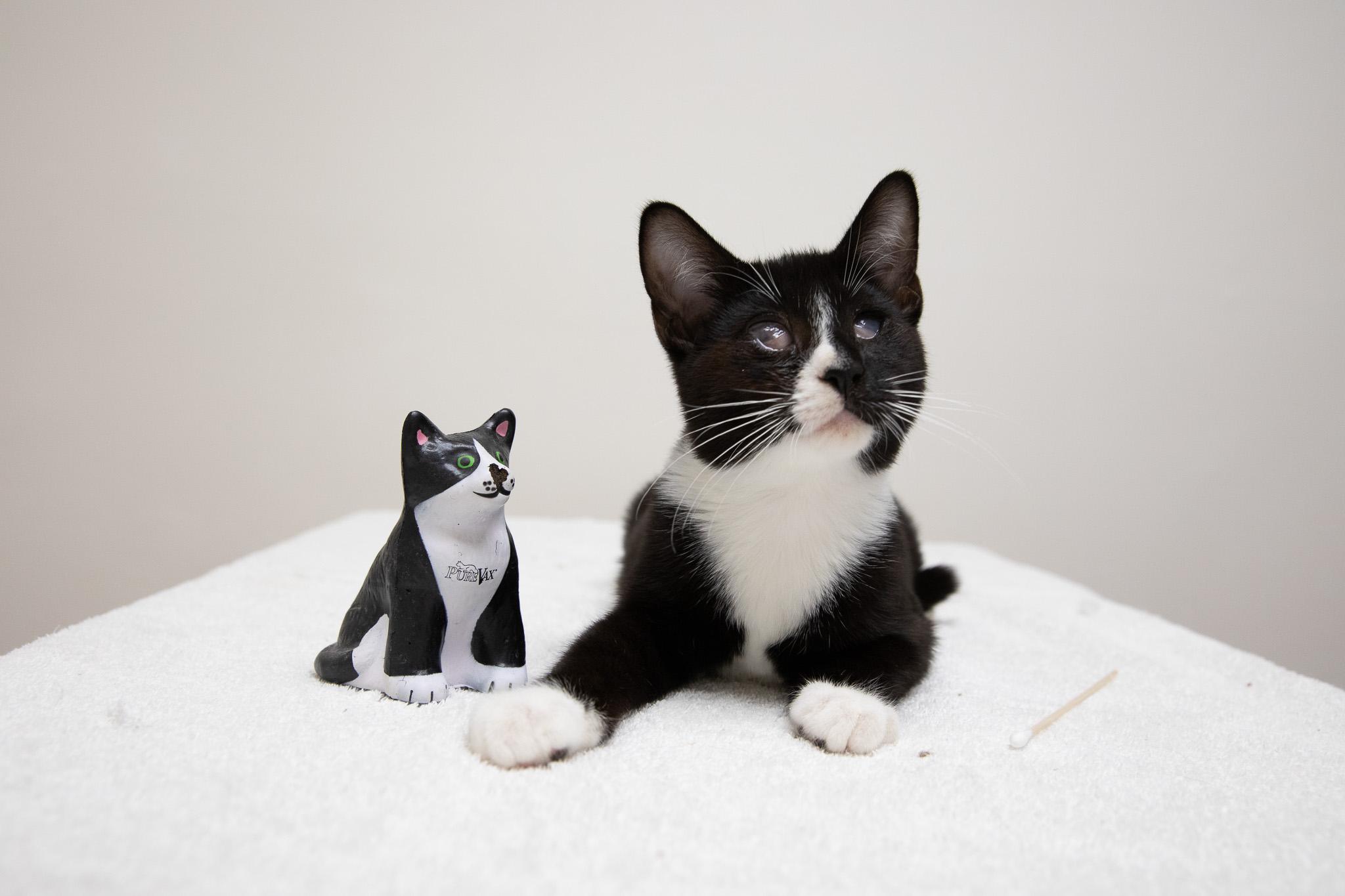 Enlarge Risotto, a Adoptable Domestic Short Hair in Montclair, NJ image 4/6