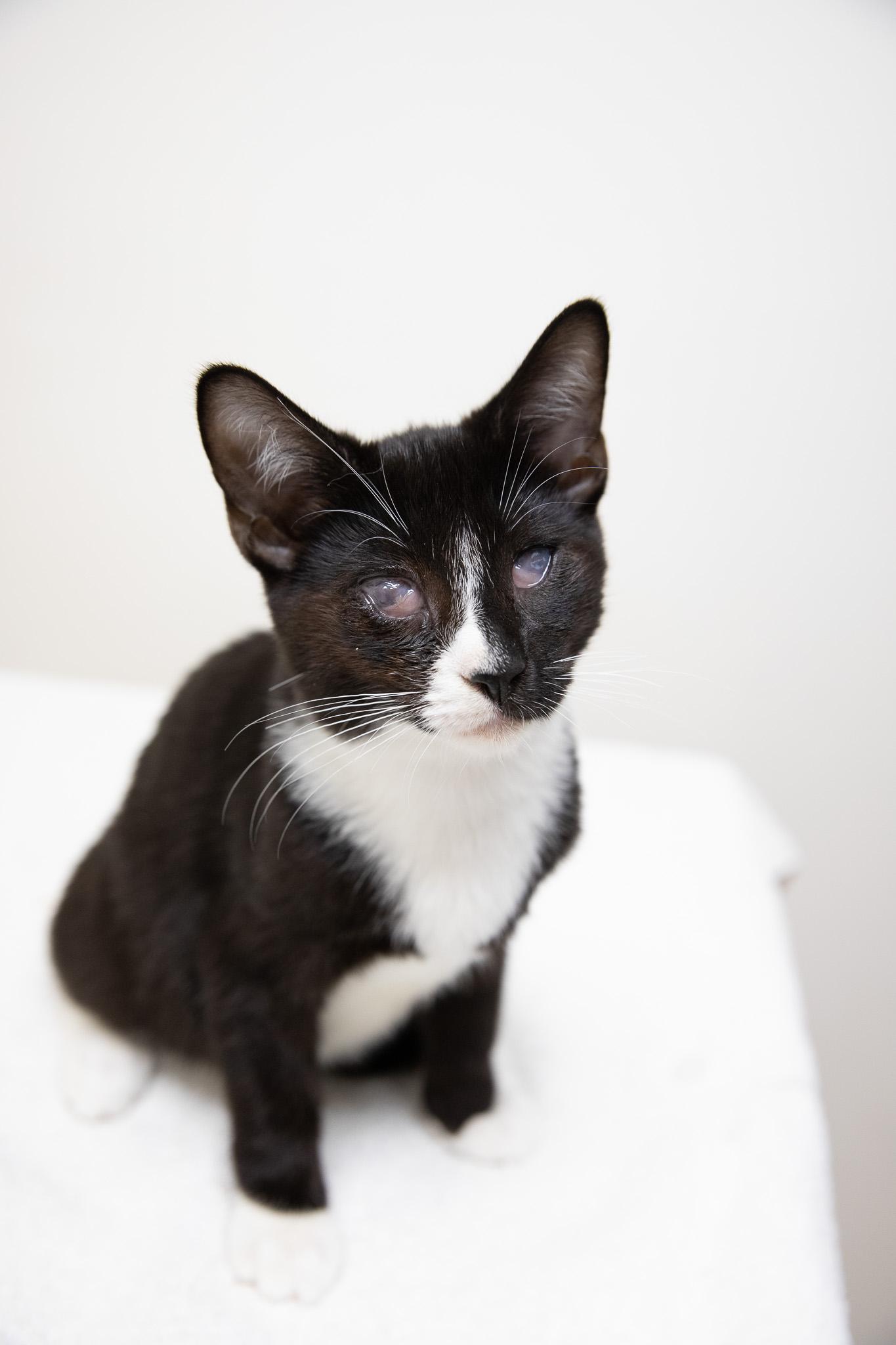 Enlarge Risotto, a Adoptable Domestic Short Hair in Montclair, NJ image 3/6