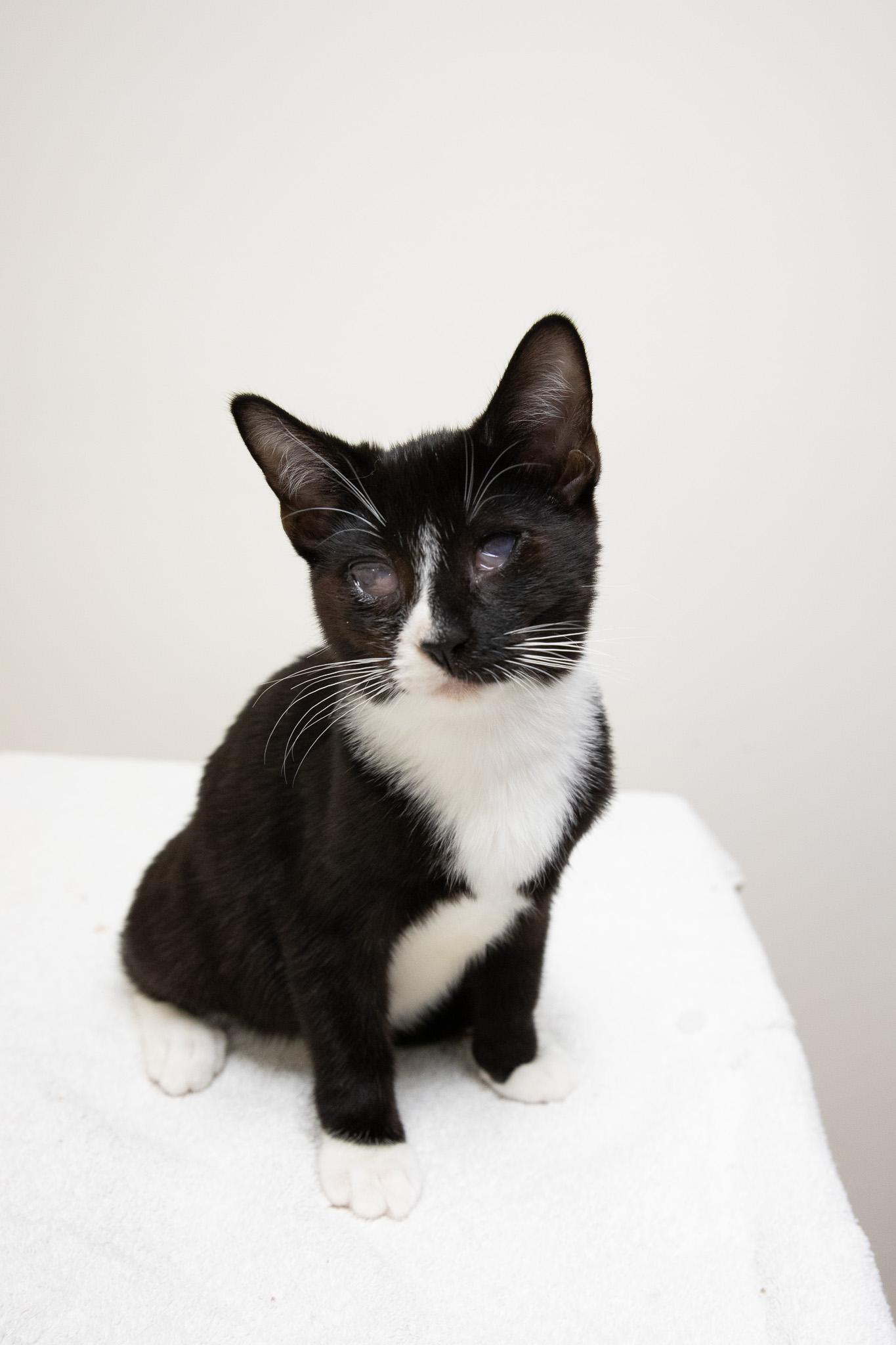 Enlarge Risotto, a Adoptable Domestic Short Hair in Montclair, NJ image 5/6