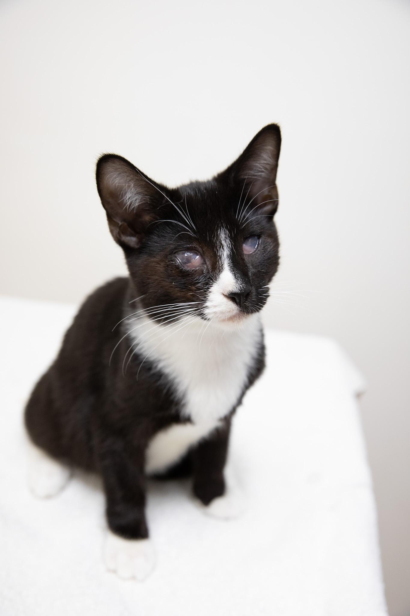 Enlarge Risotto, a Adoptable Domestic Short Hair in Montclair, NJ image 6/6