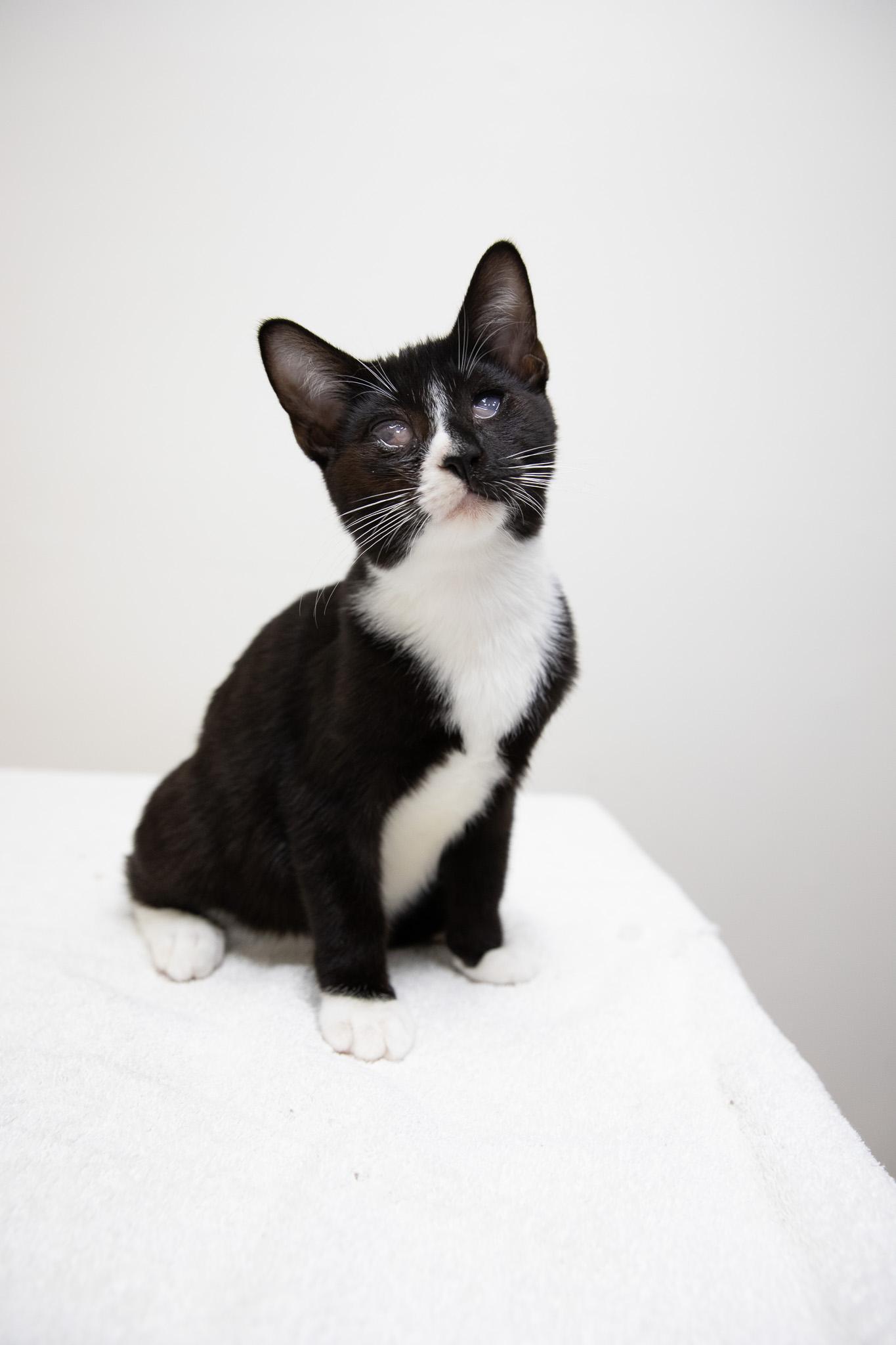 Risotto, Adoptable, Kitten Male Domestic Short Hair.