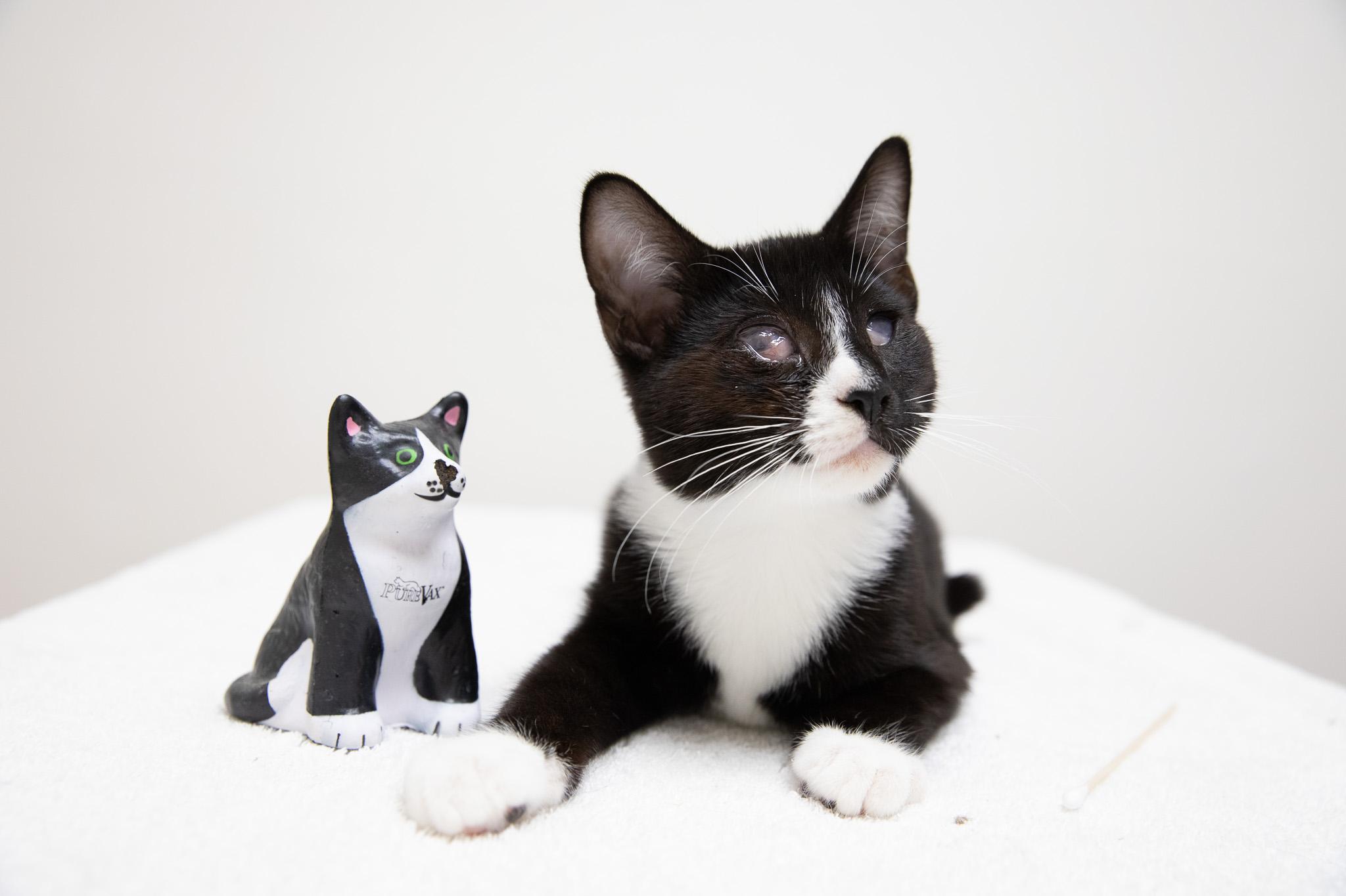 Enlarge Risotto, a Adoptable Domestic Short Hair in Montclair, NJ image 2/6
