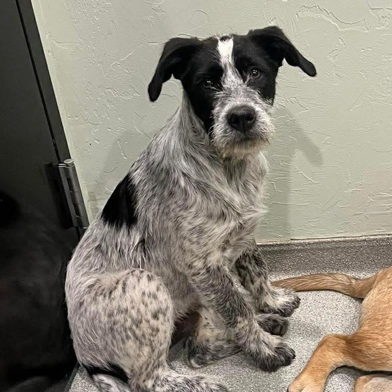 Rowan, Adoptable, Puppy Male Mixed Breed.