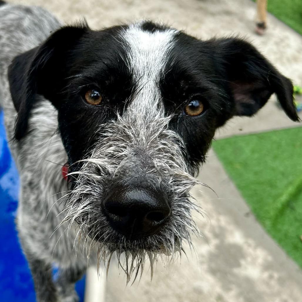 Rowan, a Adoptable Mixed Breed in Oxford, ME image 2/6