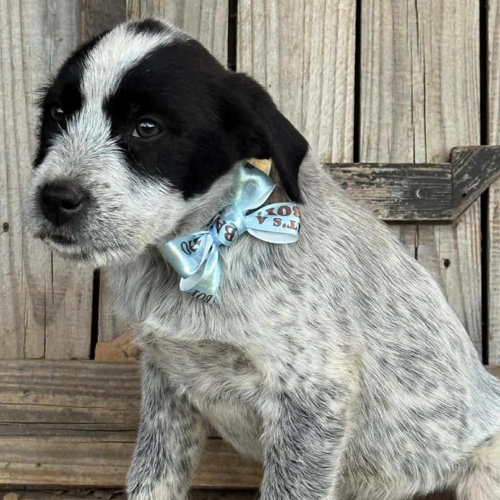 Rowan, a Adoptable Mixed Breed in Oxford, ME image 2/5