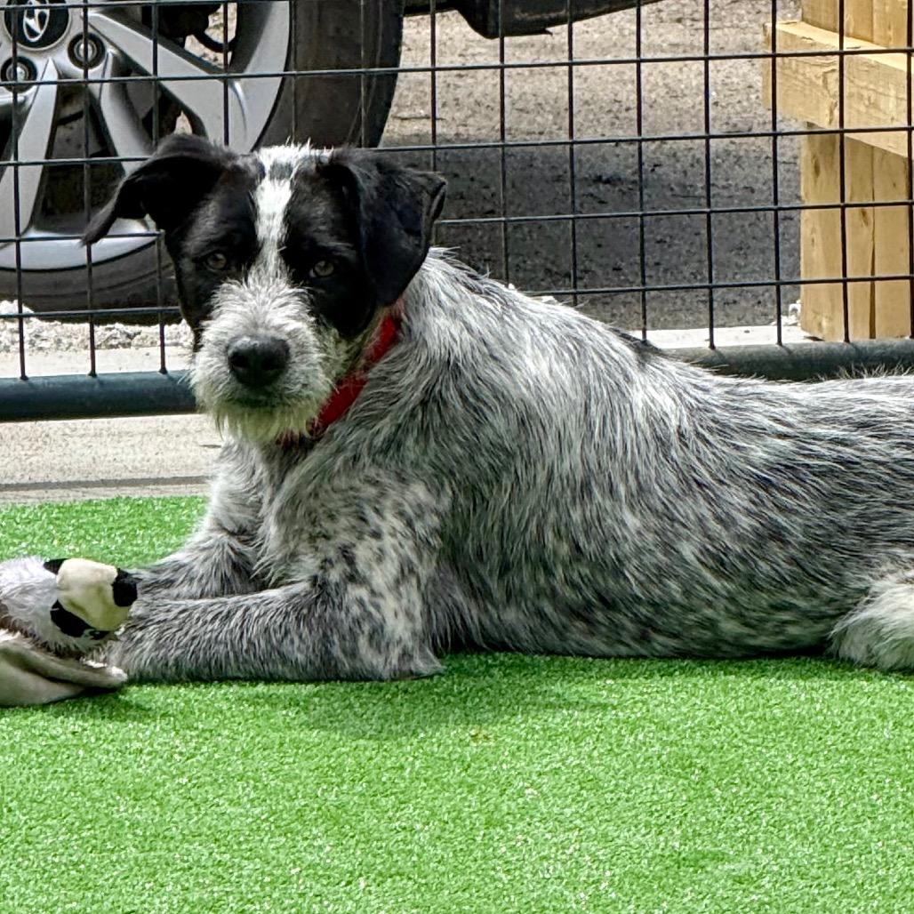 Rowan, a Adoptable Mixed Breed in Oxford, ME image 3/5