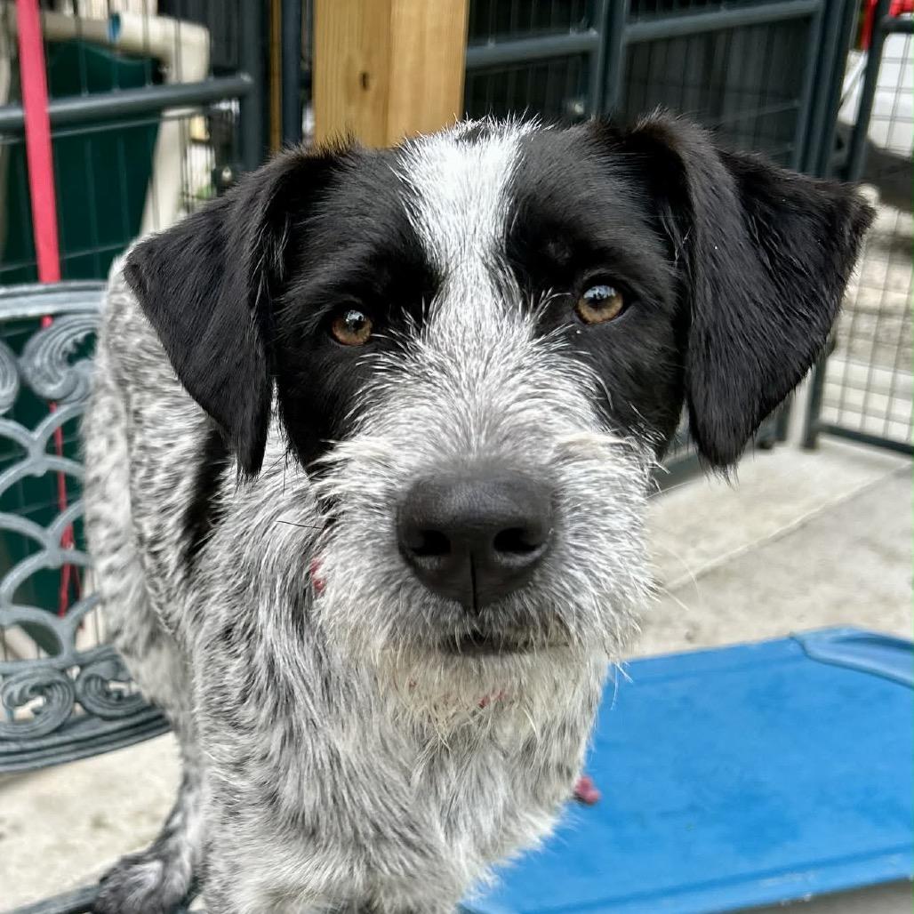 Rowan, a Adoptable Mixed Breed in Oxford, ME image 5/6