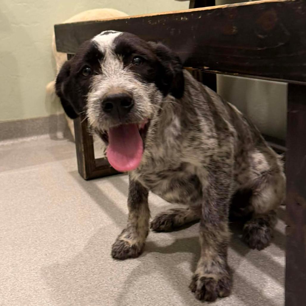 Rowan, a Adoptable Mixed Breed in Oxford, ME image 4/5