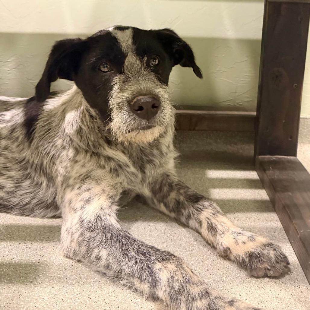 Rowan, a Adoptable Mixed Breed in Oxford, ME image 5/5