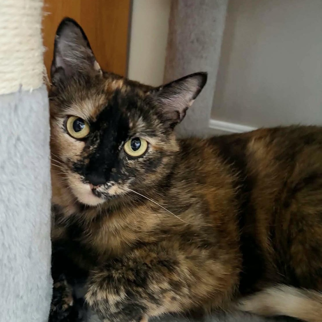 Kipling (Kippie), a ADOPTABLE Domestic Short Hair in Brantford, ON image 1/6