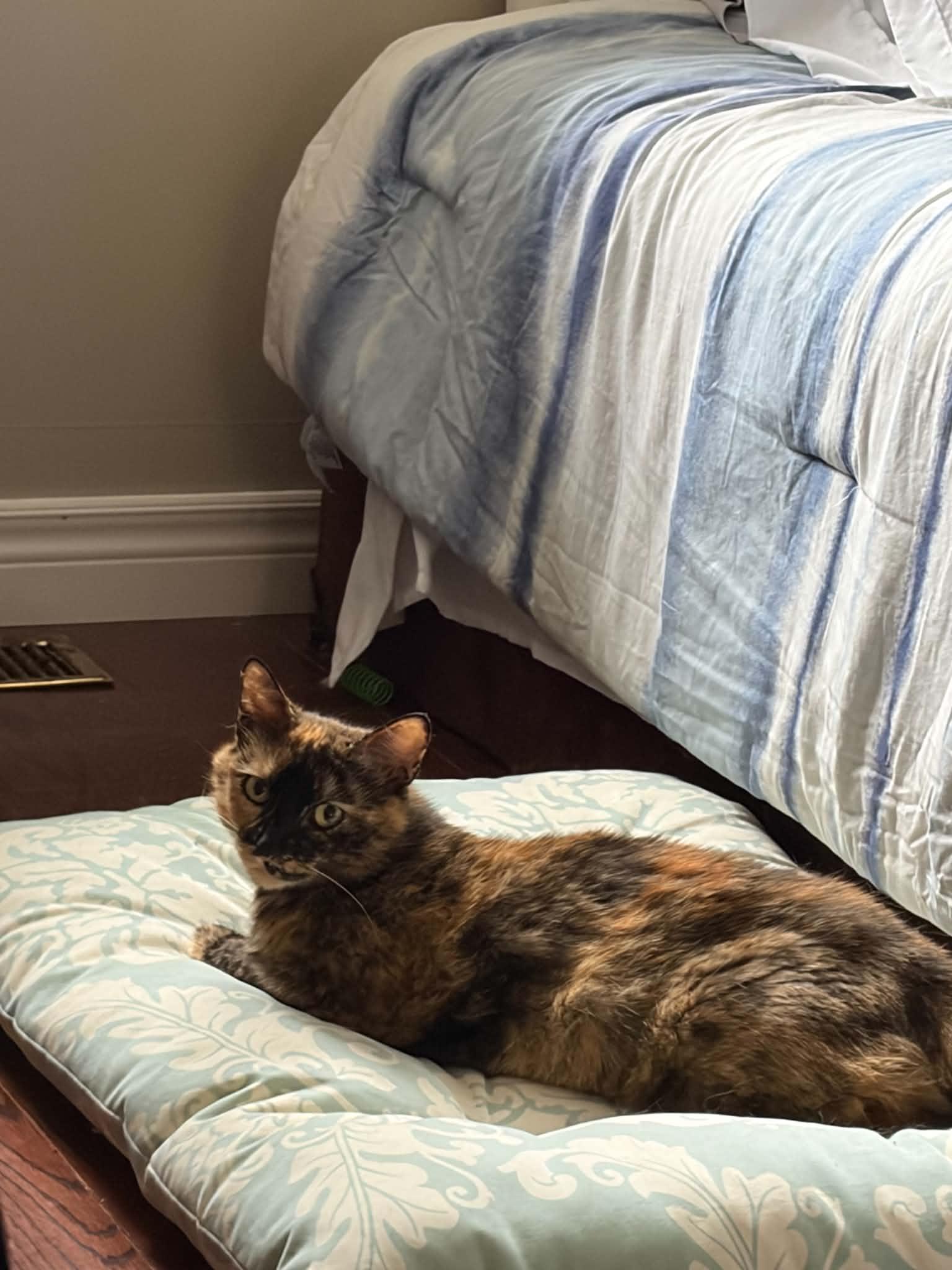 Kipling (Kippie), a ADOPTABLE Domestic Short Hair in Brantford, ON image 5/6