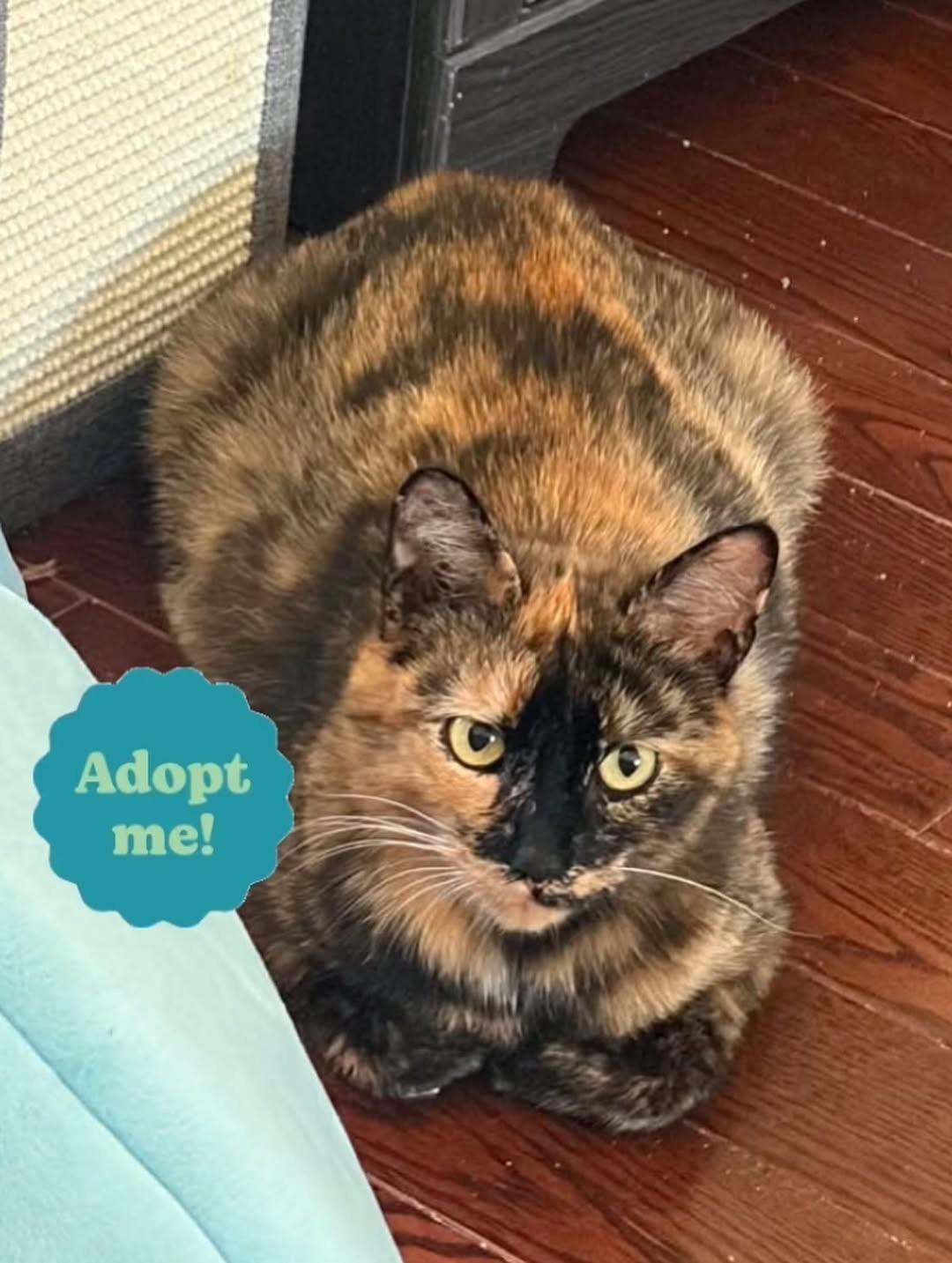 Kipling (Kippie), a ADOPTABLE Domestic Short Hair in Brantford, ON image 2/6