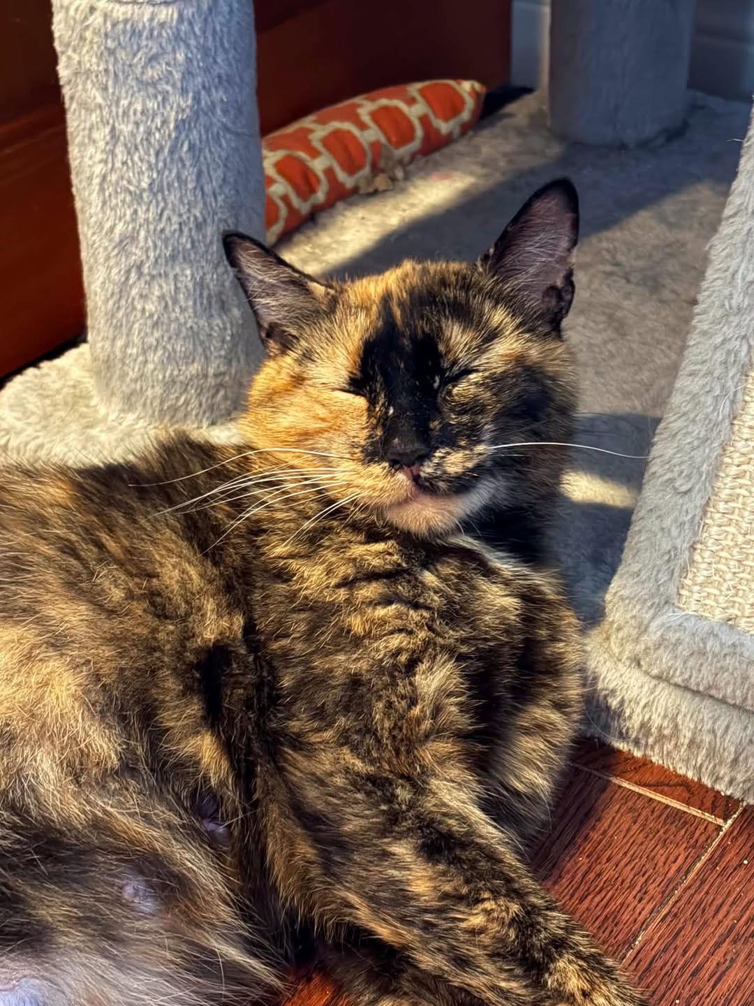 Kipling (Kippie), a ADOPTABLE Domestic Short Hair in Brantford, ON image 3/6