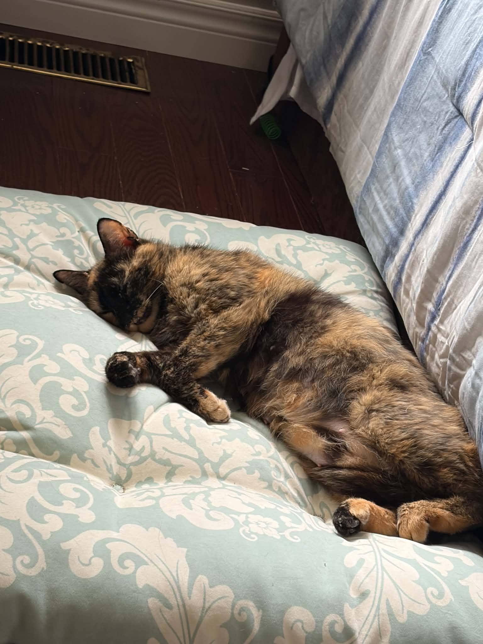 Kipling (Kippie), a ADOPTABLE Domestic Short Hair in Brantford, ON image 4/6