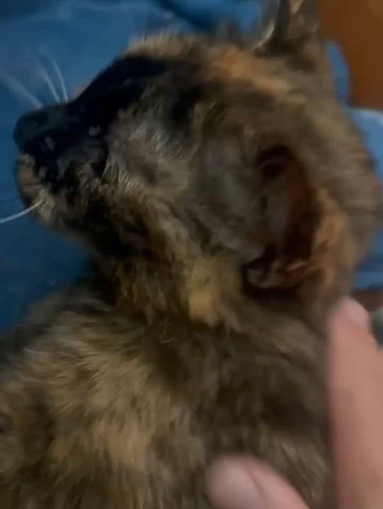 Enlarge Kipling (Kippie), a ADOPTABLE Domestic Short Hair in Brantford, ON video 6/6