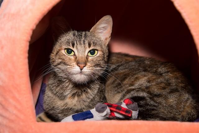 SLUSHIE, Adoptable, Young Female Domestic Short Hair.