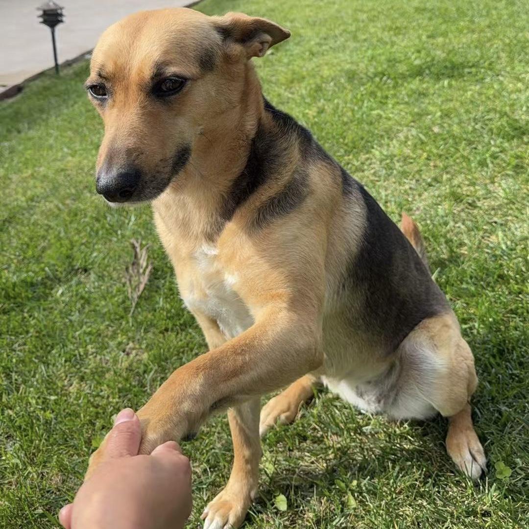 Enlarge Summer, an adopted mixed breed in Van Nuys, CA image 4/4