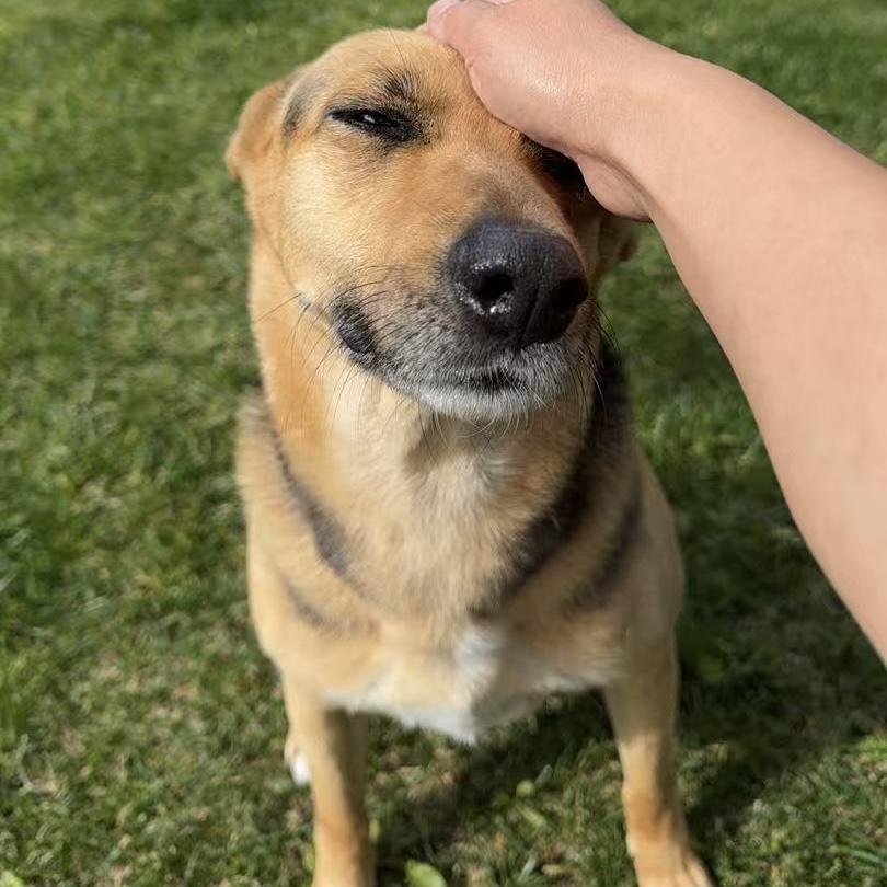 Enlarge Summer, an adopted mixed breed in Van Nuys, CA image 2/4