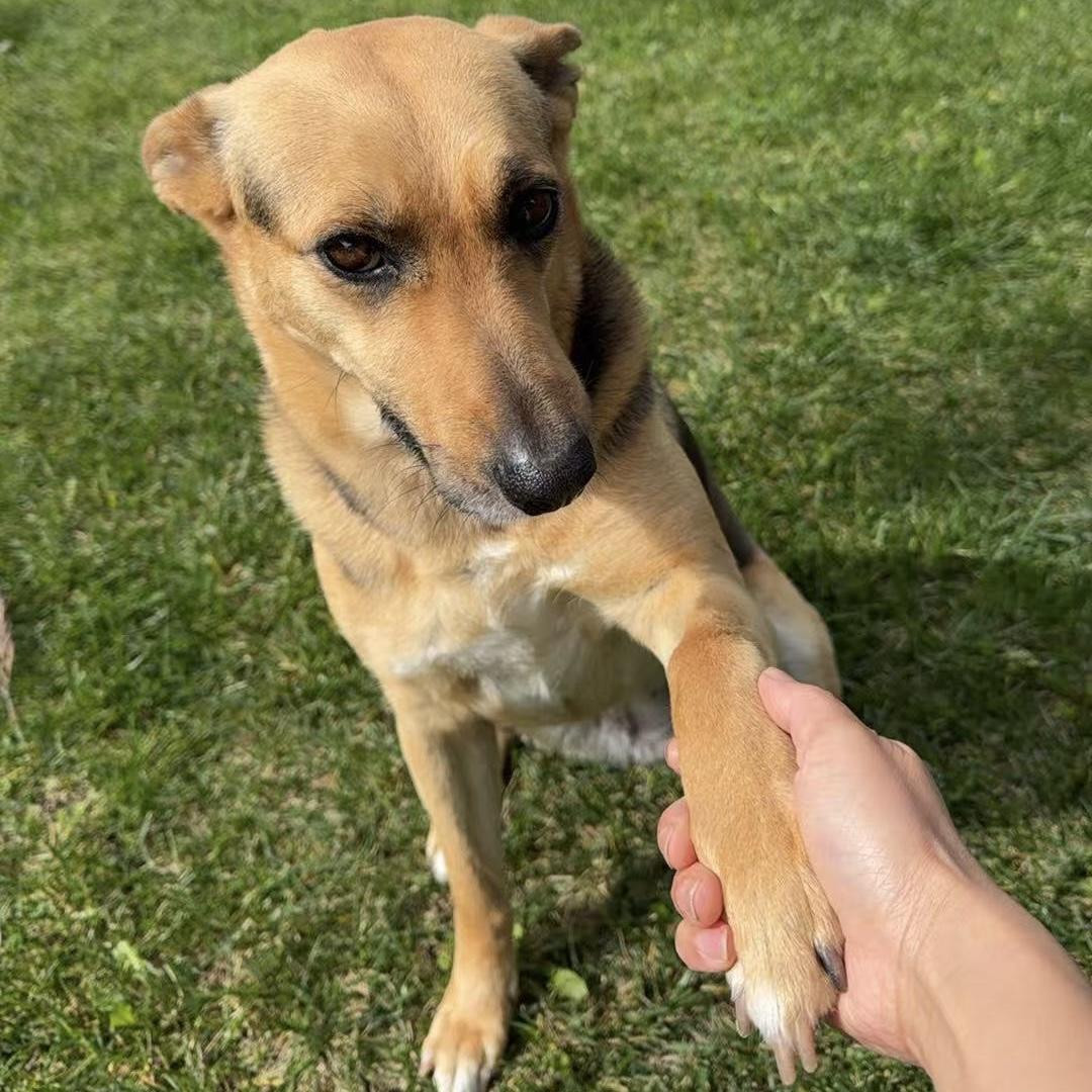 Enlarge Summer, an adopted mixed breed in Van Nuys, CA image 3/4