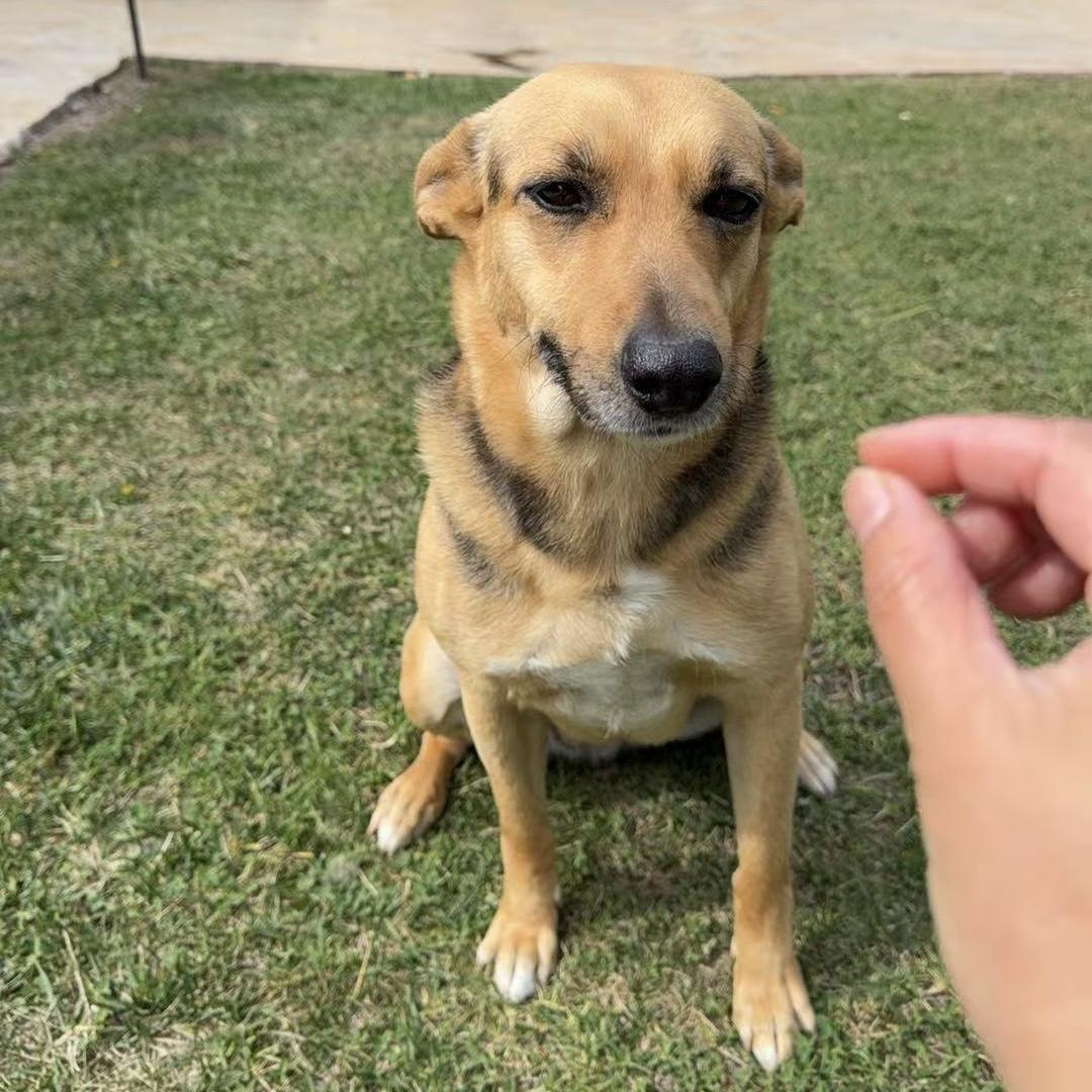 Summer, adopted, Adult Female German Shepherd Dog.