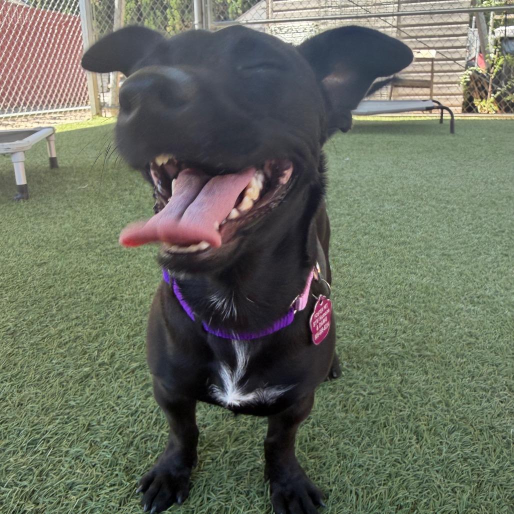 Zinnia, Adoptable, Adult Female Chihuahua & Mixed Breed.