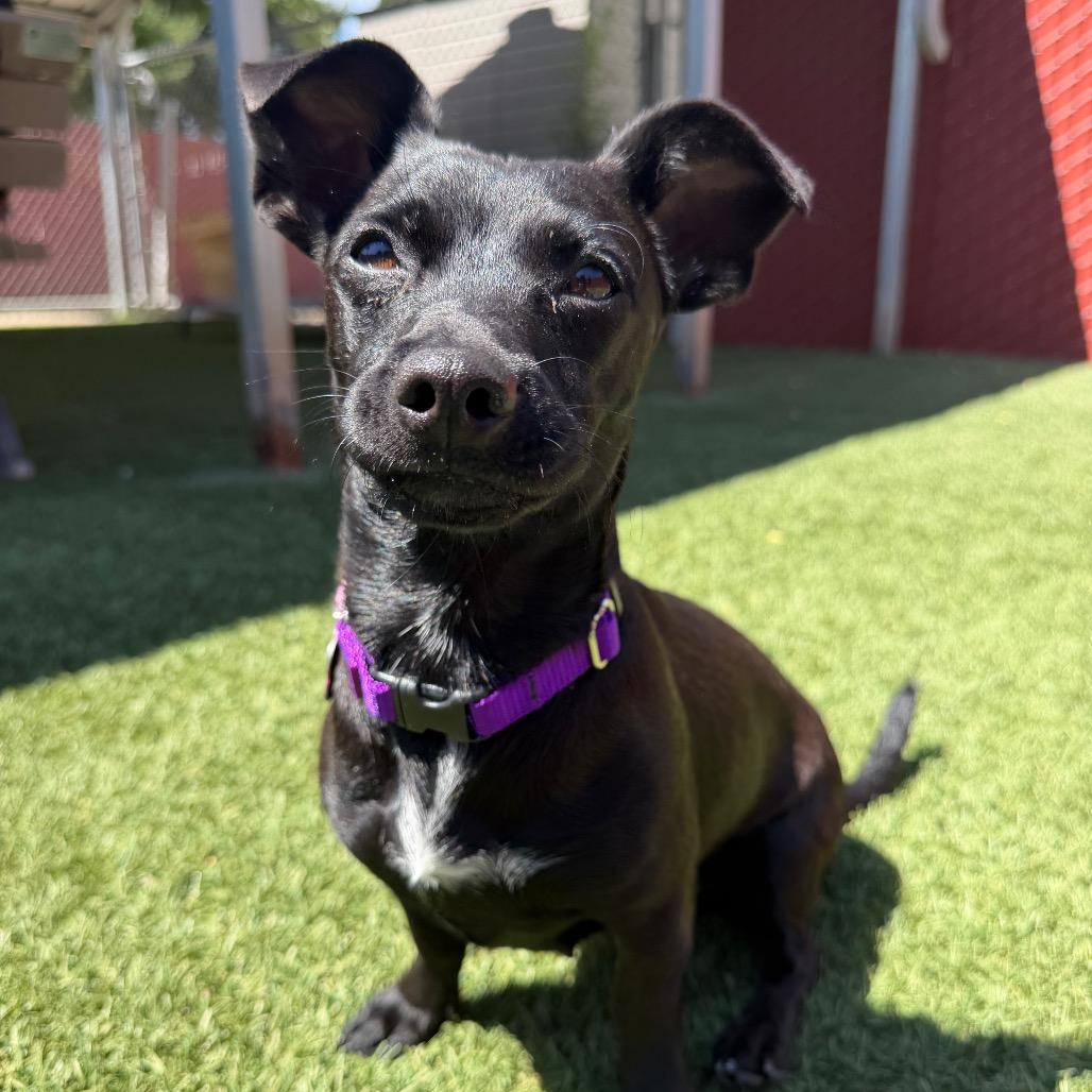 Zinnia, a Adoptable mixed breed in Buellton, CA image 2/6
