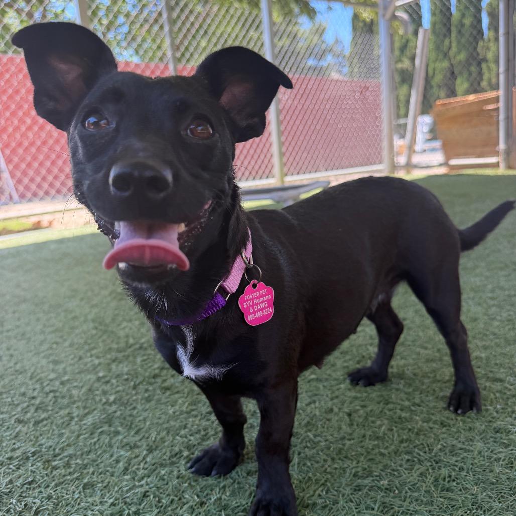 Zinnia, a Adoptable mixed breed in Buellton, CA image 3/6