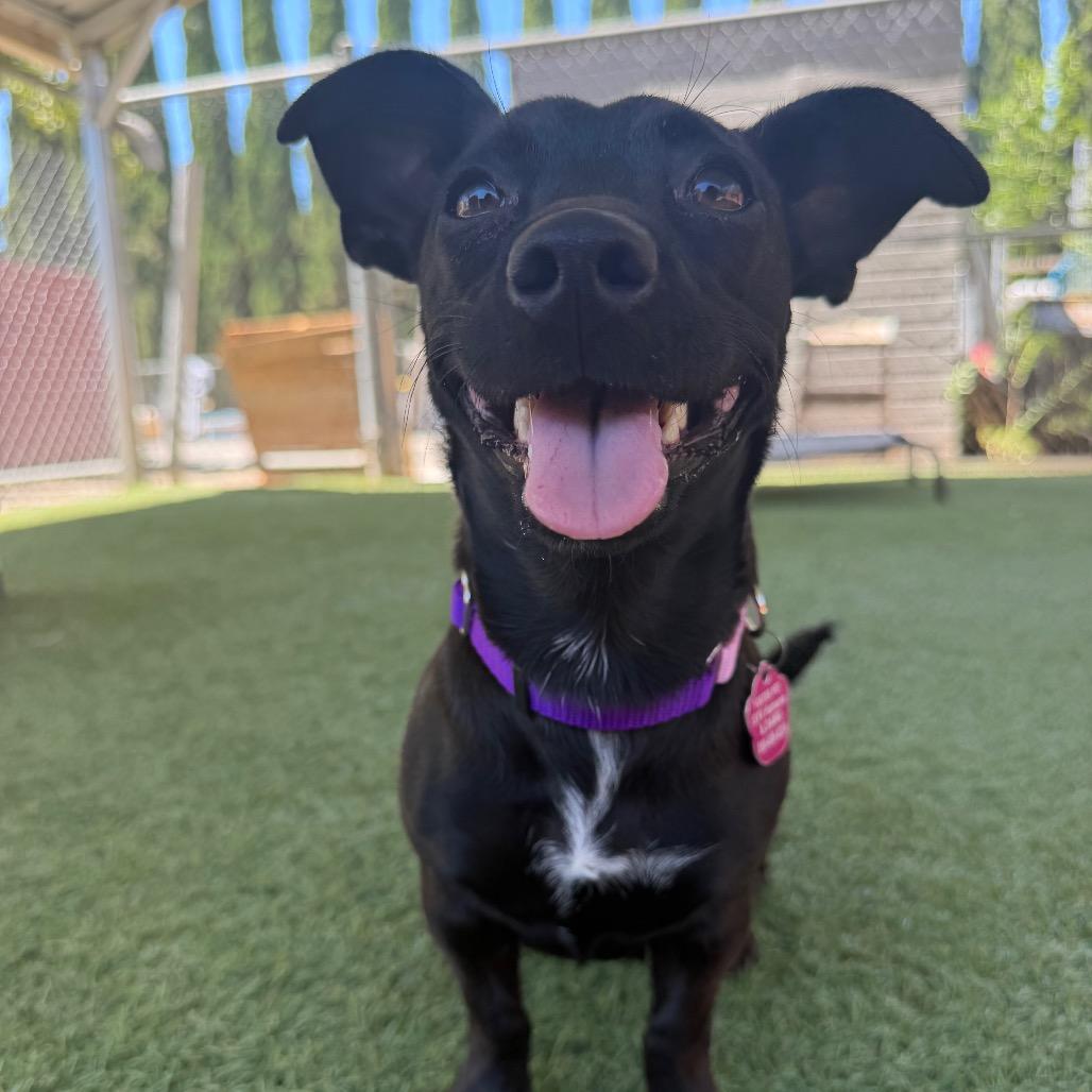 Zinnia, a Adoptable mixed breed in Buellton, CA image 4/6