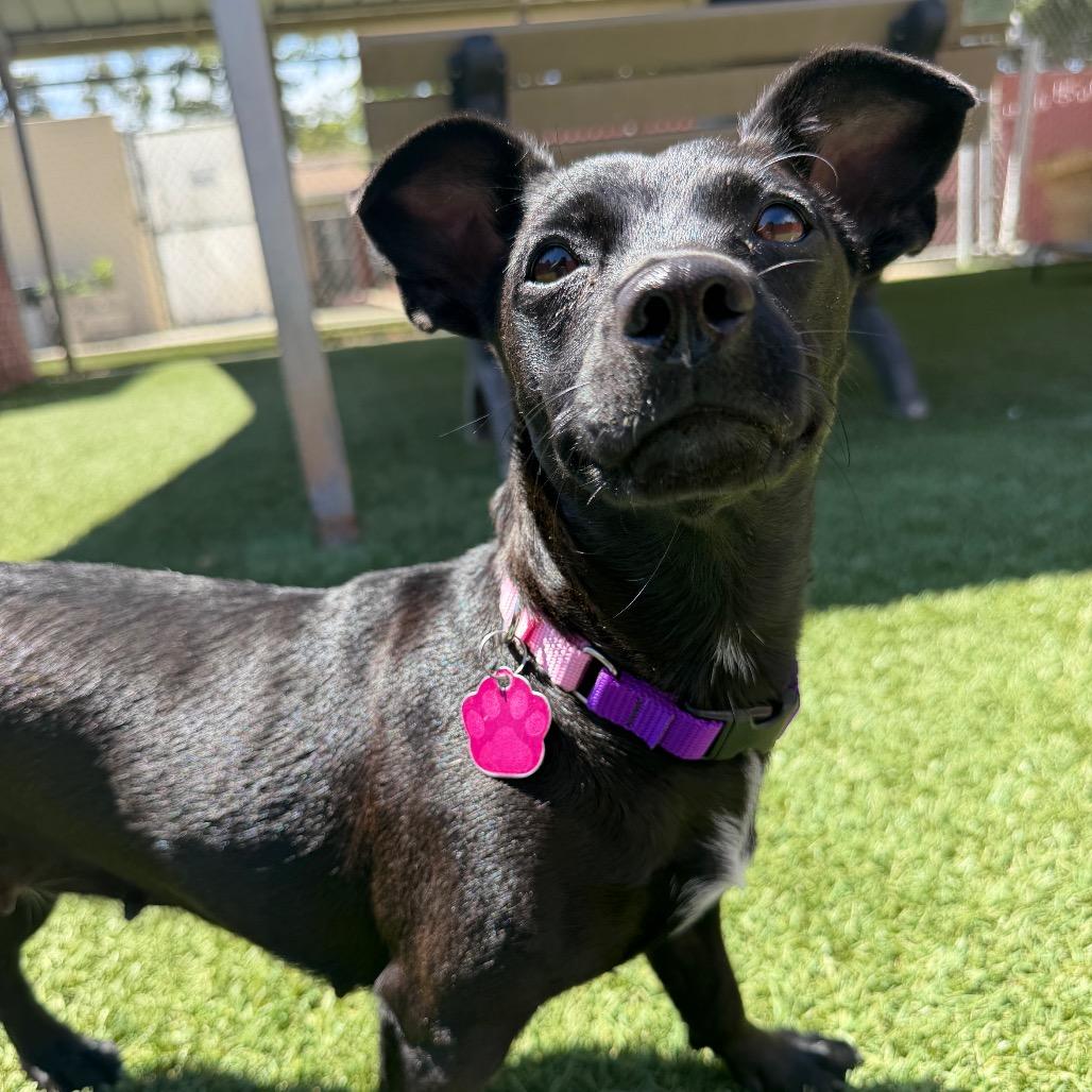 Zinnia, a Adoptable mixed breed in Buellton, CA image 5/6