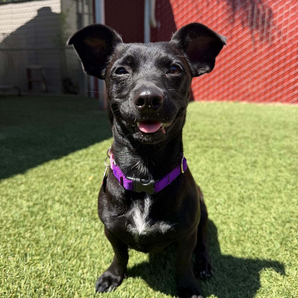 Zinnia, a Adoptable mixed breed in Buellton, CA image 6/6